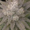 Mango Frost Auto (Fast Buds)