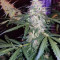 Monkey GG#4 Original Glue (Growers Choice) Cannabis-Samen