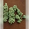 Northern Light Automatic (RQS) Cannabis-Samen