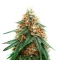 Psychotropic Mass (Critical Mass Collective Seeds) Cannabis-Samen