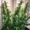 Purple Stilton Auto (Auto Seeds) Cannabis-Samen