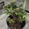 Quick One Auto (RQS) Cannabis-Samen