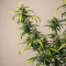 Shamanic Haze (De Sjamaan Seeds) Cannabis-Samen