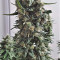 Shogun (RQS) Cannabis-Samen