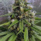 Shogun (RQS) Cannabis-Samen