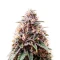 Soul Star (Dr. Underground) Cannabis-Samen