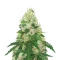 Super Sangria Skunk Autoflower feminisierte Samen (Seedkeepers)