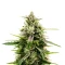 The 2019 (Royal Queen Seeds)