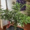 Wedding Cake (Seedstockers) Cannabis-Samen