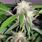 Auto Purple Gorilla (Short Stuff Seeds) Cannabis-Samen