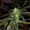 Buddha Deimos Auto regular (Buddha Seeds) Cannabis-Samen