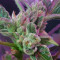 CBD 1:1 Silver Lime Haze Autoflower (Seedstockers)