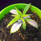 Dinamed CBD Plus (Dinafem Seeds) Cannabis-Samen