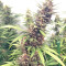 Durban Regular (CannaBioGen) Cannabis-Samen