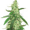 Green Crack (BlimBurn Seeds) Cannabis-Samen
