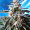 Kali China (Ace Seeds) Cannabis-Samen