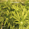Kripple Roulette (Dr. Krippling Seeds) Cannabis-Samen