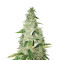 Lemon Ice 2.0 (Ripper Seeds) Cannabis-Samen