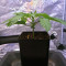 OG Kush CBD (Dinafem Seeds) Cannabis-Samen