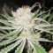 Original Bruce Banner regular (Dark Horse Genetics) Cannabis-Samen