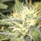 Pineapple (Seedstockers) Cannabis-Samen