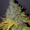 Purple Queen strain
