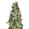 Ripper badazz (Ripper Seeds) Cannabis-Samen