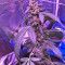 Super Auto Lemon Haze (Original Sensible Seeds) Cannabis-Samen