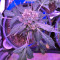 Super Auto Lemon Haze (Original Sensible Seeds) Cannabis-Samen
