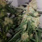 Toof Decay Auto (Mephisto Genetics) Cannabis-Samen
