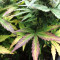 White Widow Autoflowering CBD (Dinafem Seeds) Cannabis-Samen