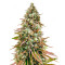 Bruce Banner #3 feminisierte Samen (Herbies Seeds)