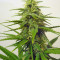 Candy Kush Auto (Auto Seeds) Cannabis-Samen
