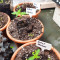 DDoS #33 feminisierte Samen (Herbies Seeds)