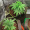 Godzilla Original Glue GG#4 Auto-Samen (Herbies Seeds)