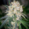 Keep Frosted Guava Autoflower feminisierte Samen (Seedkeepers)