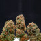 Orange Sherbert (Barney's Farm) Cannabis-Samen