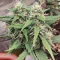 LSD-25 Auto (Fast Buds) Cannabis-Samen zu verkaufen