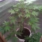 Caramelo Early Version (Delicious Seeds) Cannabis-Samen