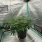 Kaufe Grandmommy Purple Samen feminisiert von Herbies Seeds