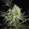 Damn Sour (GHS) Cannabis-Samen zu verkaufen