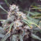 Malawi (Ace Seeds) Cannabis-Samen zu verkaufen