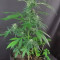 Gelato Auto Cannabis-Samen Kaufen
