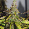 Big Bud Autoflower Cannabis-Samen Kaufen