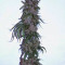 Blueberry Cannabis-Samen Kaufen