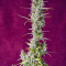 Bruce Banner Auto Cannabis-Samen Kaufen