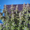 G13 Haze Regular (Barney's Farm) Cannabis-Samen zu verkaufen