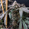 Kaufe Mimosa x Orange Punch Samen feminisiert von Barney's Farm