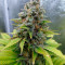 Dr. Bruce Banner CBD (Original Sensible Seeds) Cannabis-Samen zu verkaufen