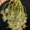 Candy Dawg Autoflower Cannabis-Samen Kaufen